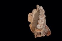 Une mâchoire retrouvée en Israël suggère que l’Homo sapiens est sorti d’Afrique il y a près de 180 000 ans