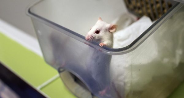 Expérimentation animale : la France doit investir les «nouvelles approches»