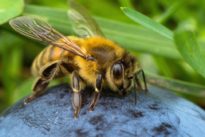 Les abeilles identifient le concept de zéro
