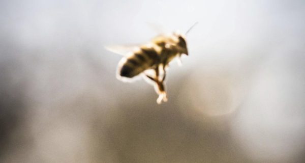 Les abeilles victimes de leur intelligence ?