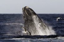 Alerte sur la baleine noire