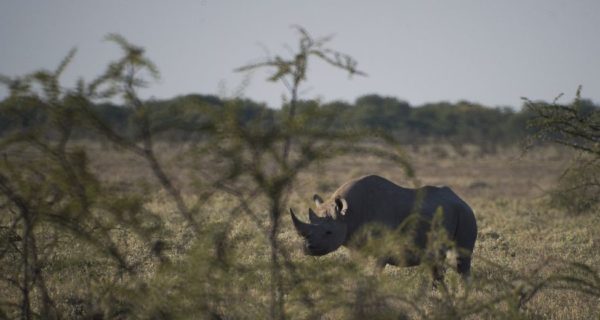 En Afrique, le rhinocéros noir reprend des couleurs